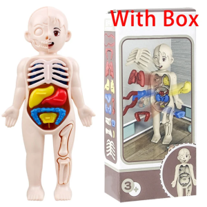 Human Organ Model Assembled Toy photo 1